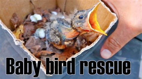 鳥巢怎麼處理|鳥巢幼鳥救傷指南 Bird Nest Nestling Rescue Guidelines